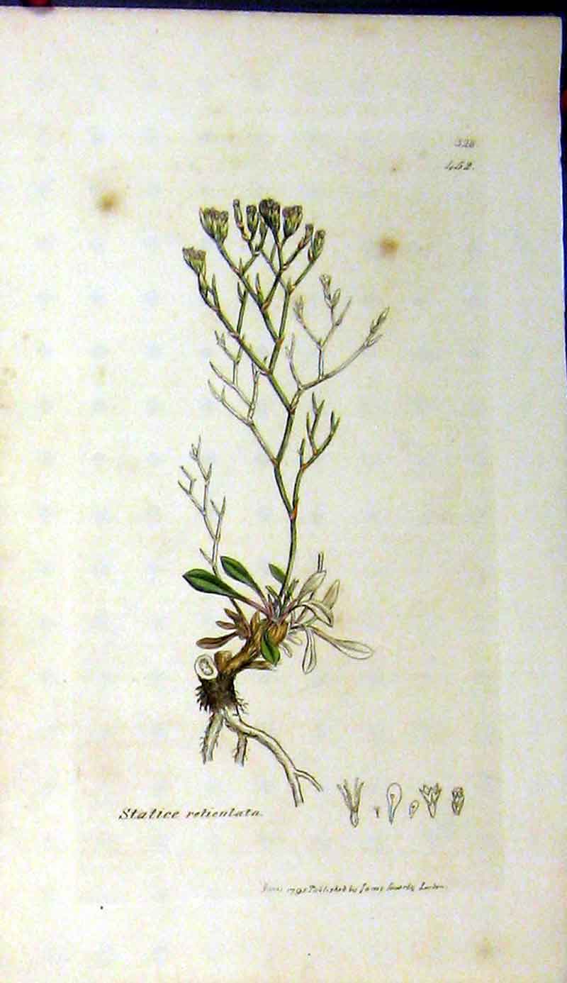 Original Old Antique Print Statice Reticulata 1795 Sowerby Botanical Grass 18th
