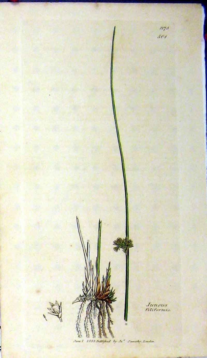 Original Old Antique Print 1803 Sowerby Botanical Juncus Filformis Grass 19th