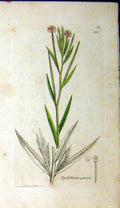 Original Old Antique Print 1796 Sowerby Botanical Epilobium Palustre Grass 18th