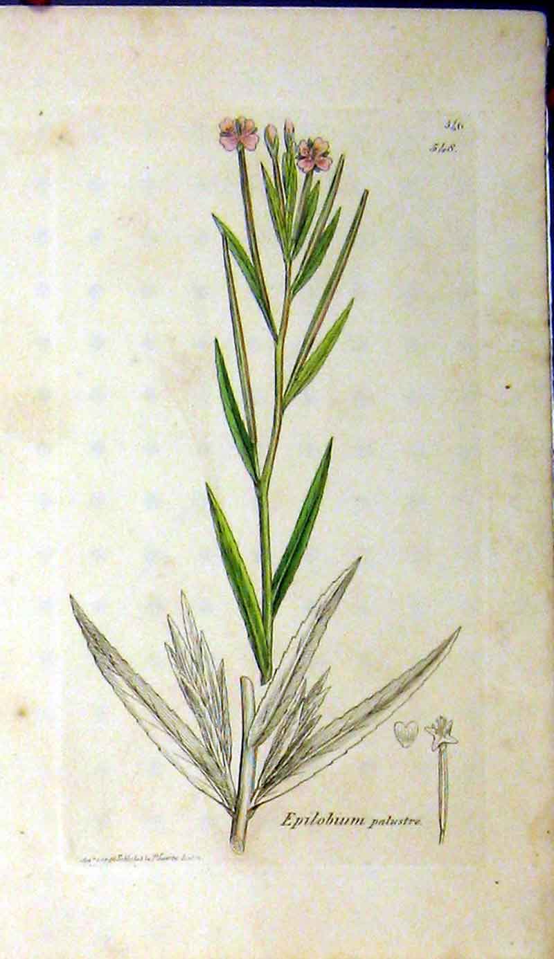 Original Old Antique Print 1796 Sowerby Botanical Epilobium Palustre Grass 18th