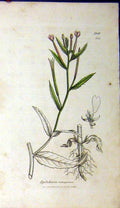 Original Old Antique Print Sowerby Botanical 1808 Epilobium Tetragonum Grass