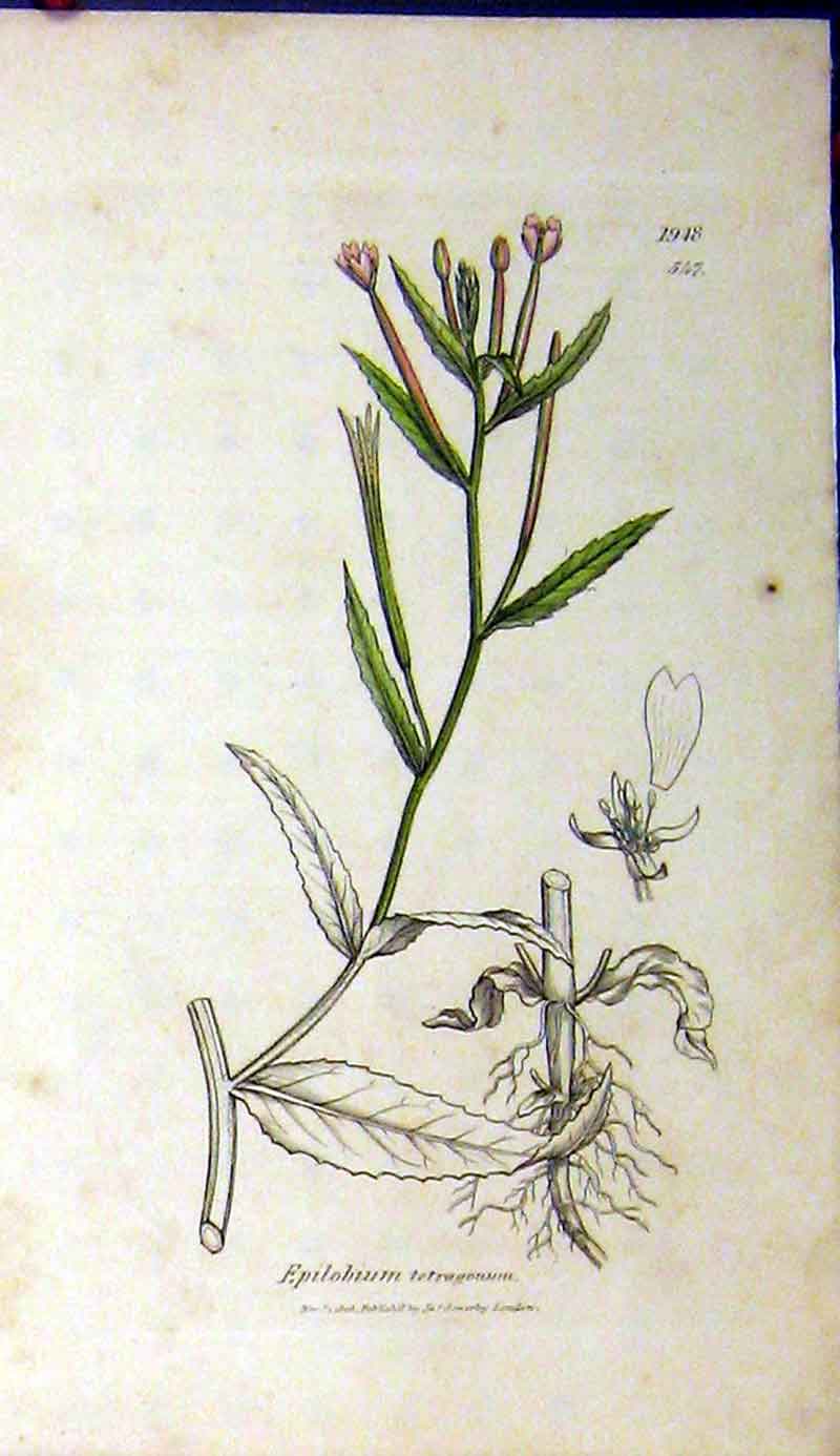 Original Old Antique Print Sowerby Botanical 1808 Epilobium Tetragonum Grass