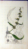 Original Old Antique Print 1808 Sowerby Botanical Rumex Palustris Grass 19th