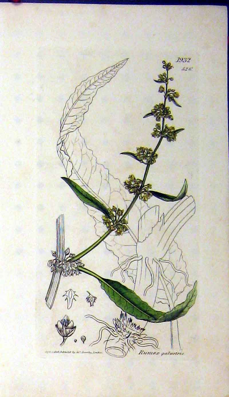 Original Old Antique Print 1808 Sowerby Botanical Rumex Palustris Grass 19th