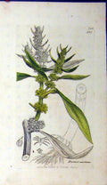 Original Old Antique Print 1800 Sowerby Botanical Rumex Maritimus Grass 19th