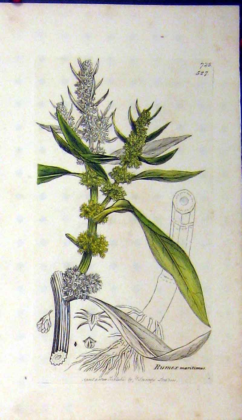 Original Old Antique Print 1800 Sowerby Botanical Rumex Maritimus Grass 19th