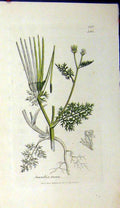 Original Old Antique Print Sowerby Botanical 1804 Scandix Pecten Plant Grass