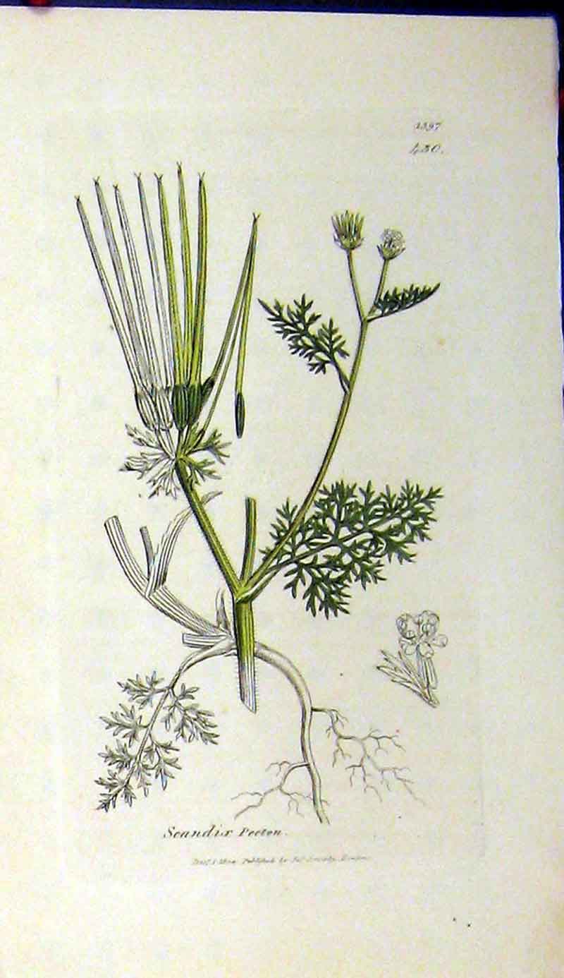 Original Old Antique Print Sowerby Botanical 1804 Scandix Pecten Plant Grass