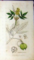 Original Old Antique Print 1806 Sowerby Botanical Staphylea Pinnata Plant 19th