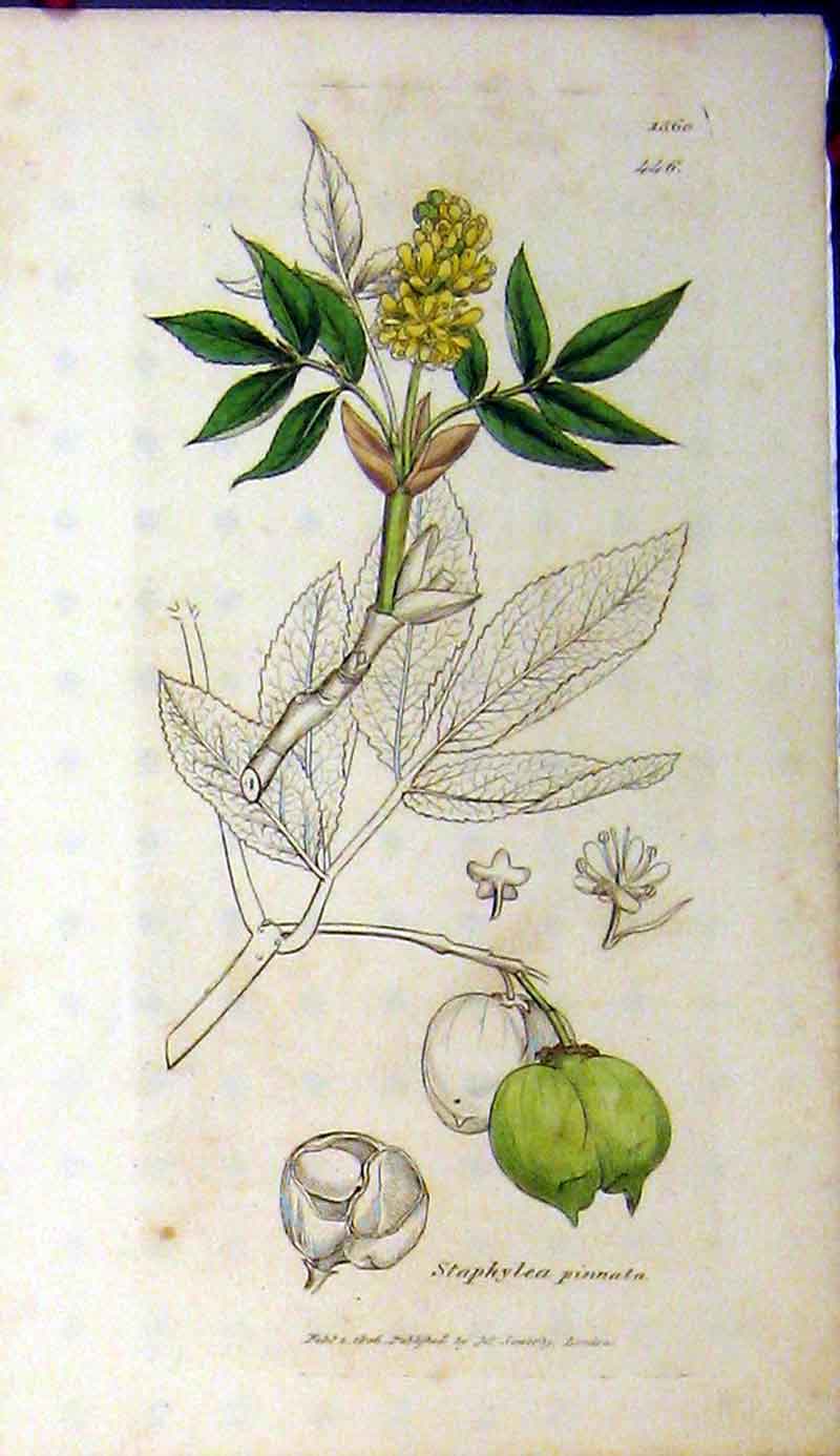 Original Old Antique Print 1806 Sowerby Botanical Staphylea Pinnata Plant 19th