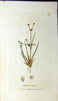 Original Old Antique Print 1800 Sowerby Botanical Juncus Uliginosus Plant 19th