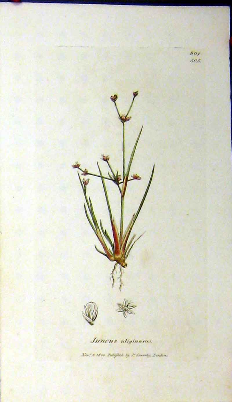 Original Old Antique Print 1800 Sowerby Botanical Juncus Uliginosus Plant 19th