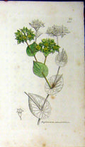 Original Old Antique Print Bupleurum Rotundifolium Sowerby Botanical Plant