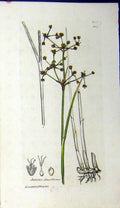 Original Old Antique Print 1810 Sowerby Botanical Juncus Obtusiflorus Plant