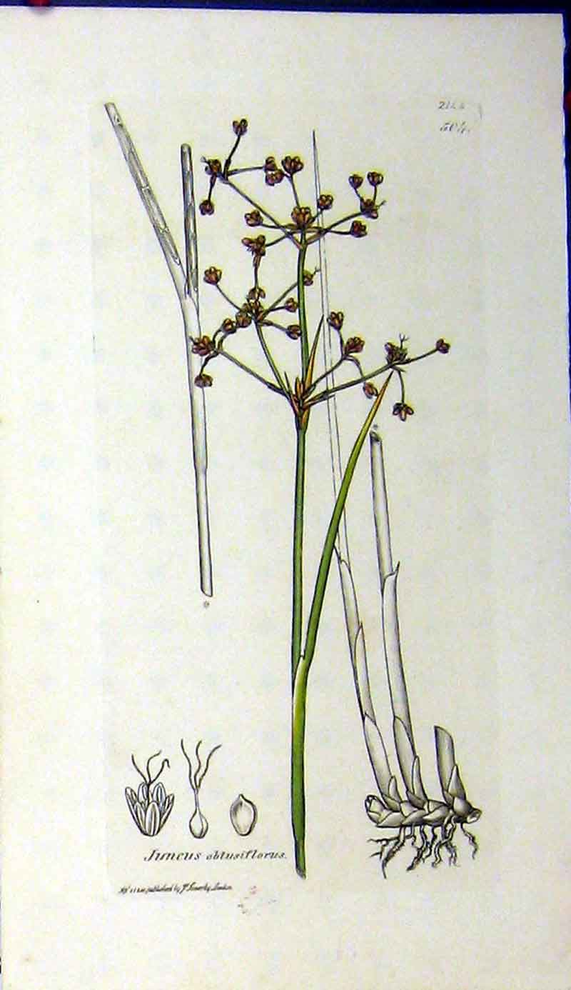 Original Old Antique Print 1810 Sowerby Botanical Juncus Obtusiflorus Plant