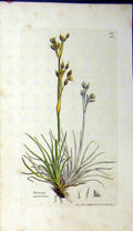 Original Old Antique Print Sowerby Botanical 1801 Juncus Squarrosus Plant 19th