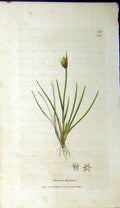 Original Old Antique Print 1801 Sowerby Botanical Juncus Biglumis Flower 19th