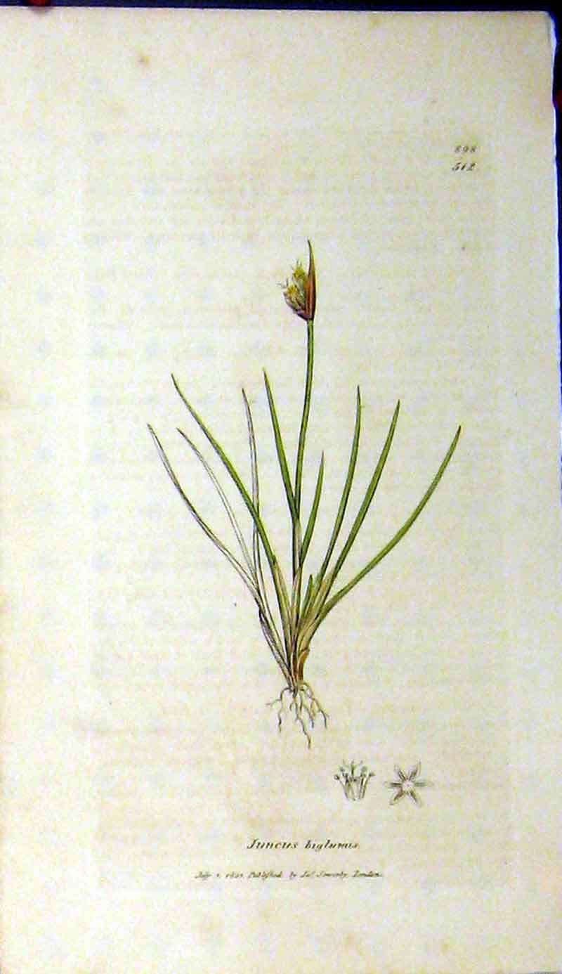 Original Old Antique Print 1801 Sowerby Botanical Juncus Biglumis Flower 19th