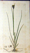 Original Old Antique Print 1800 Sowerby Botanica Juncus Castaneus Flower 19th