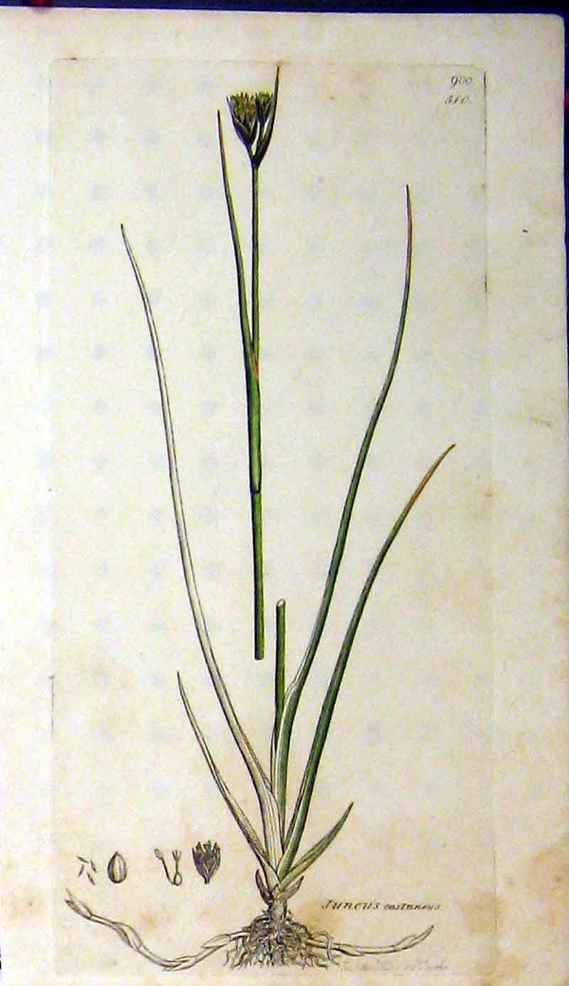 Original Old Antique Print 1800 Sowerby Botanica Juncus Castaneus Flower 19th