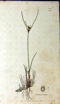 Original Old Antique Print 1805 Sowerby Botanical Juncus Trifidus Flower 19th