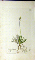 Original Old Antique Print 1799 Sowerby Botanical Plant Tofieldia Palustris