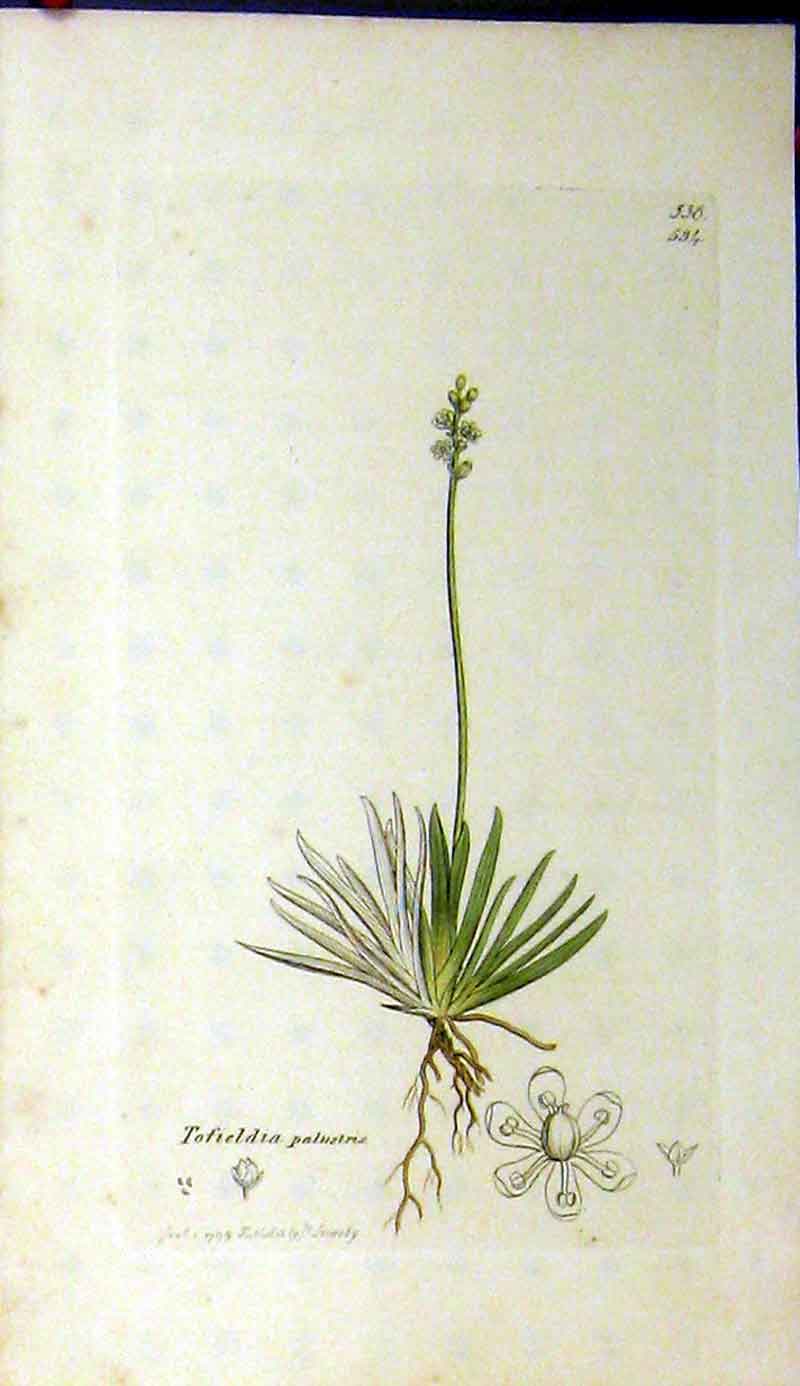 Original Old Antique Print 1799 Sowerby Botanical Plant Tofieldia Palustris