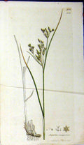 Original Old Antique Print 1801 Sowerby Botanical Juncus Comprefsus Plant 19th