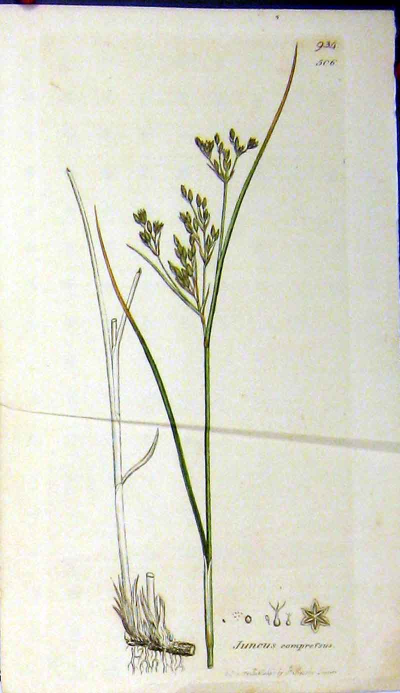 Original Old Antique Print 1801 Sowerby Botanical Juncus Comprefsus Plant 19th