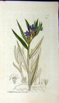 Original Old Antique Print Sowerby Botanical Lithospermum Purpuro Coeruleum
