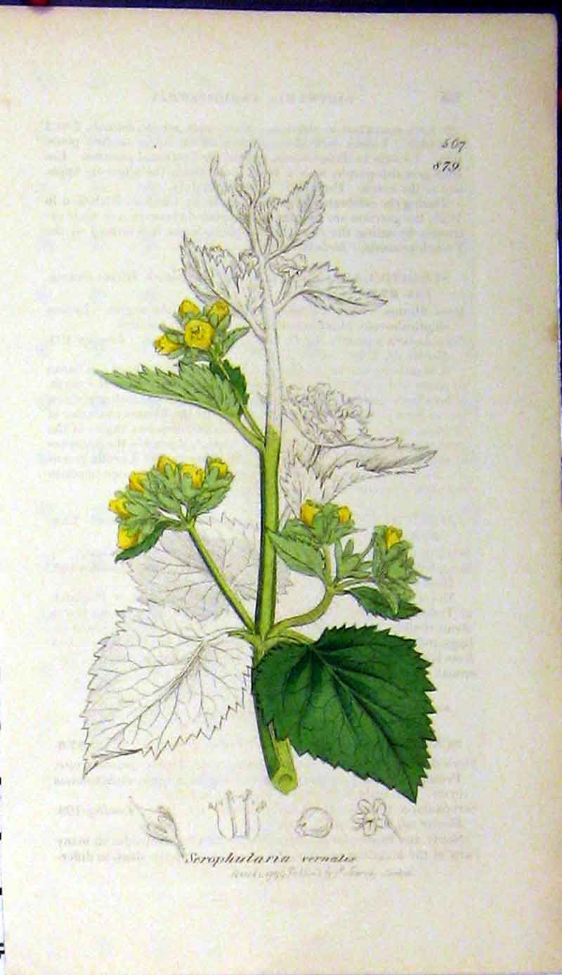 Original Old Antique Print 1799 Sowerby Botanical Scrophularia Vernalis 18th