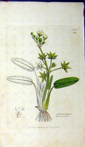 Original Old Antique Print 1806 Sowerby Botanical Actinocarpus Flower Plant