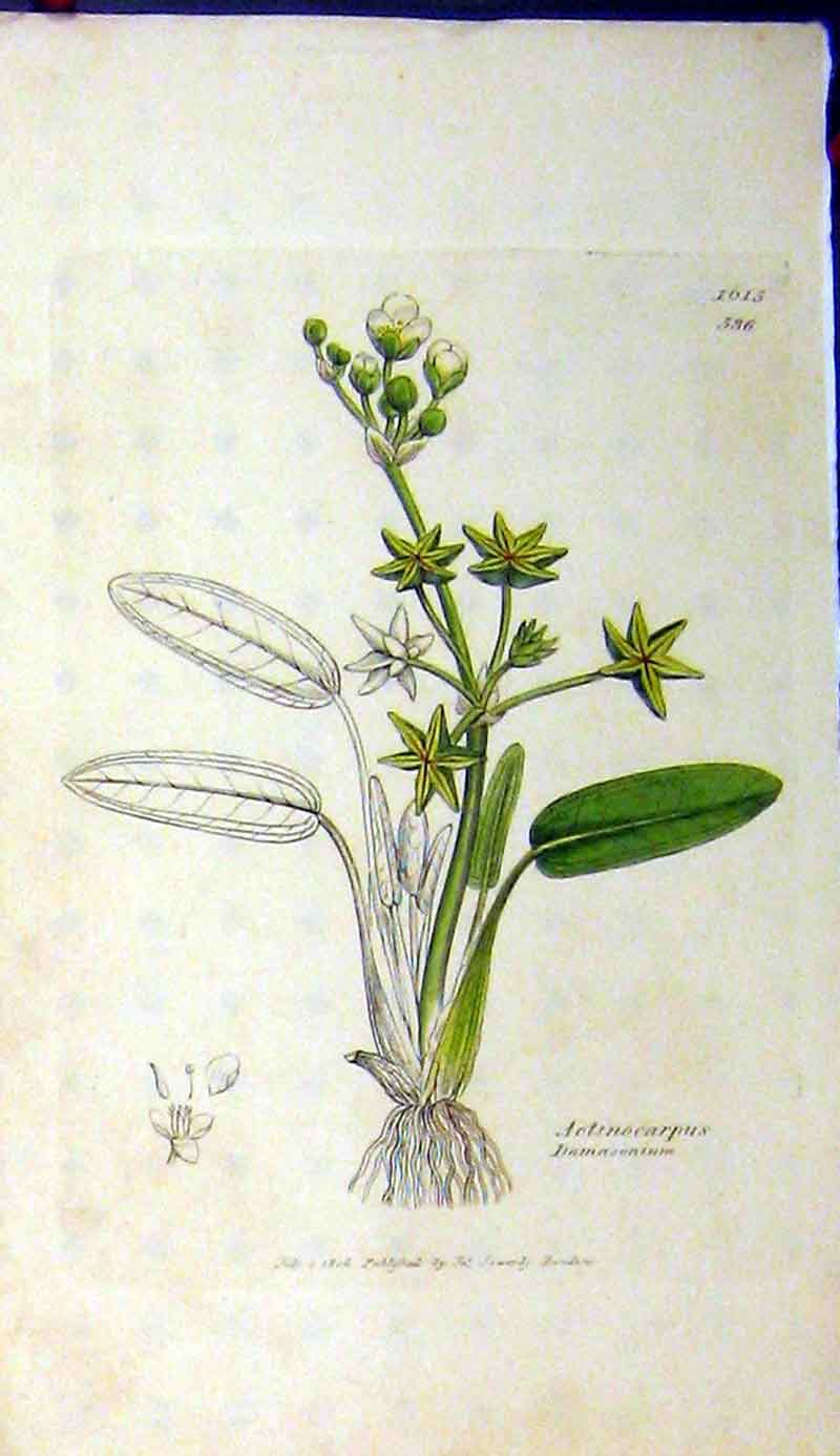 Original Old Antique Print 1806 Sowerby Botanical Actinocarpus Flower Plant