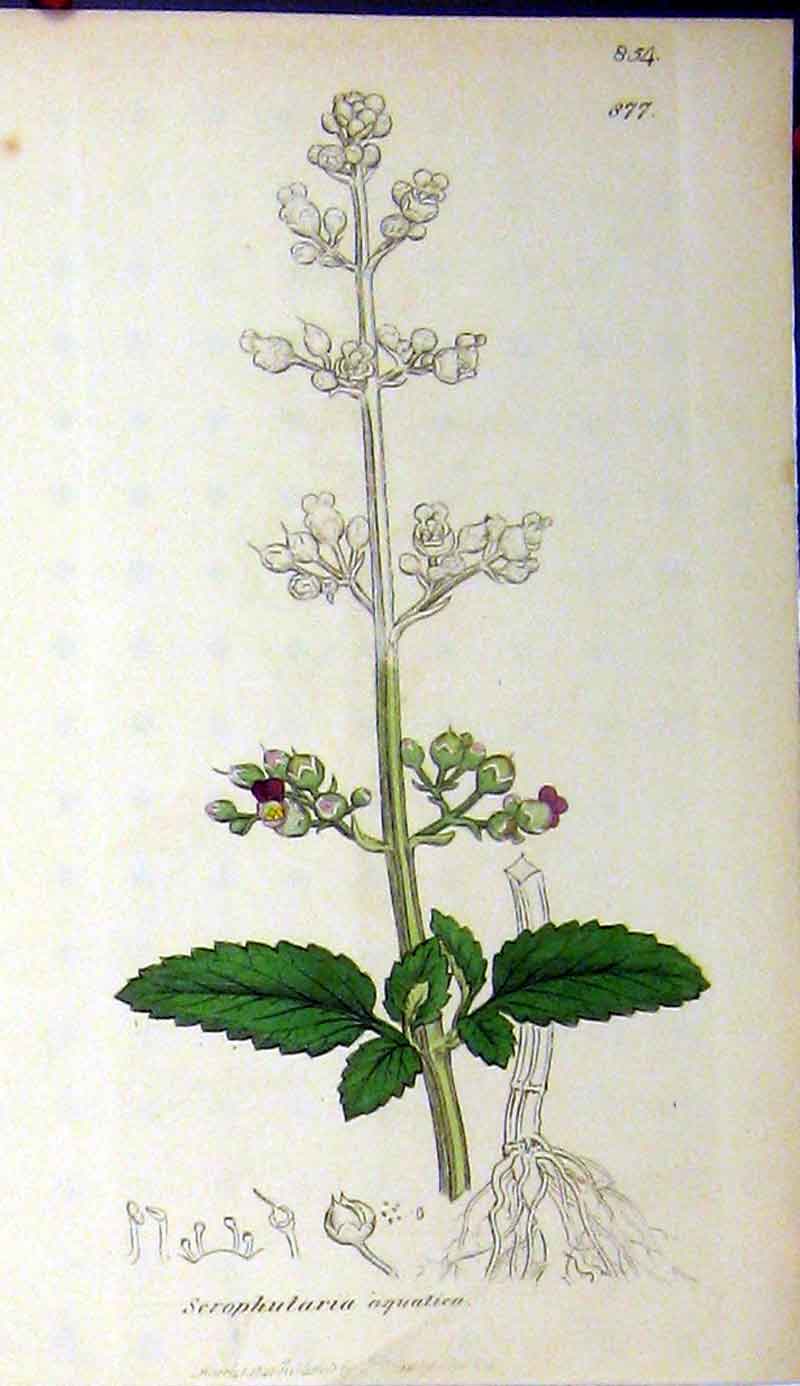 Original Old Antique Print 1801 Sowerby Botanical Serophularia Aquatica 19th