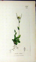 Original Old Antique Print 1807 Sowerby Botanical Arabis Ciliata Flower 19th