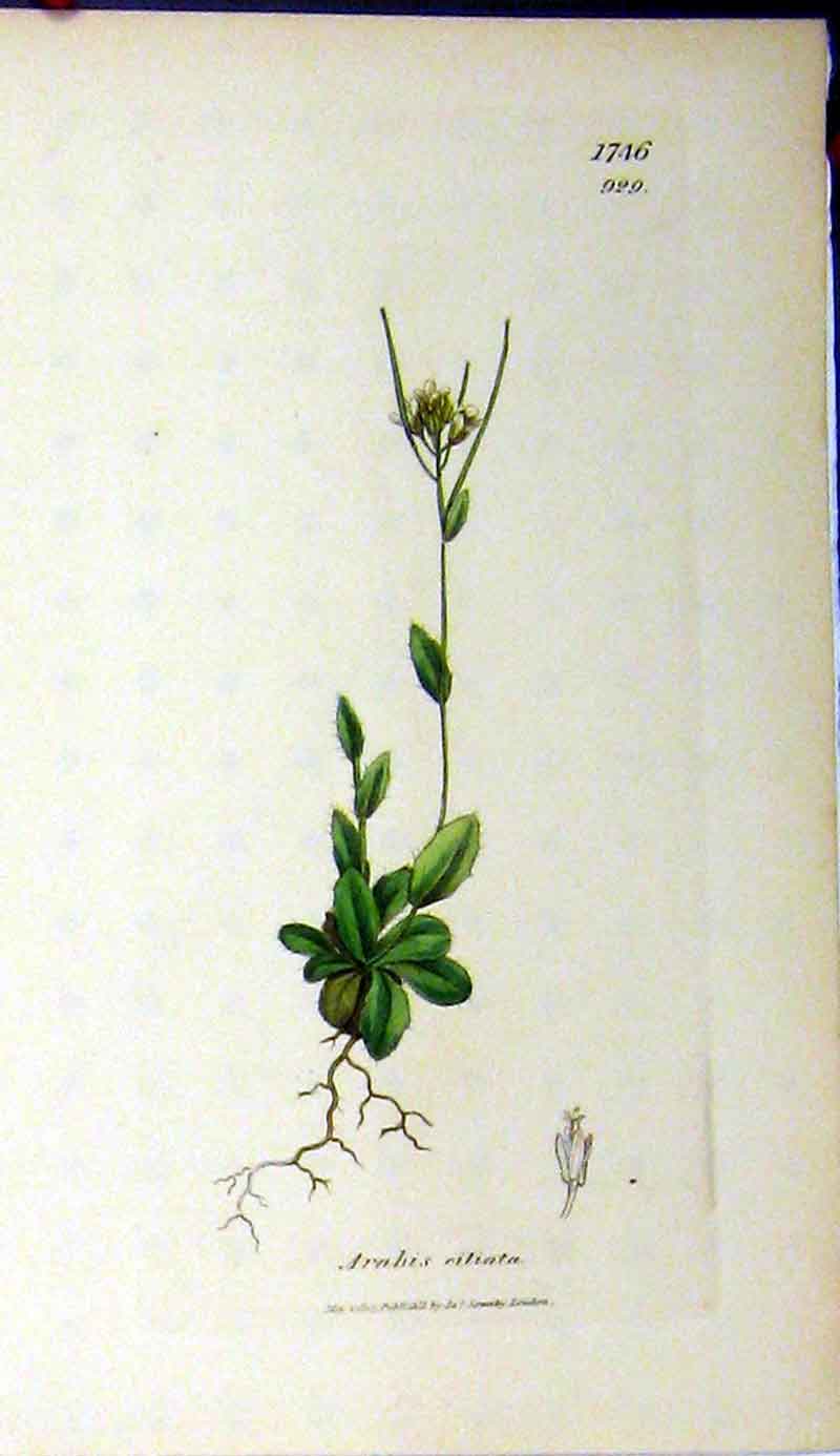 Original Old Antique Print 1807 Sowerby Botanical Arabis Ciliata Flower 19th