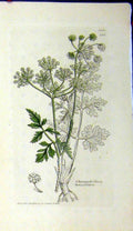Old Antique Print 1805 Sowerby Botanical Plant Choerophyllum Temulentum 19th