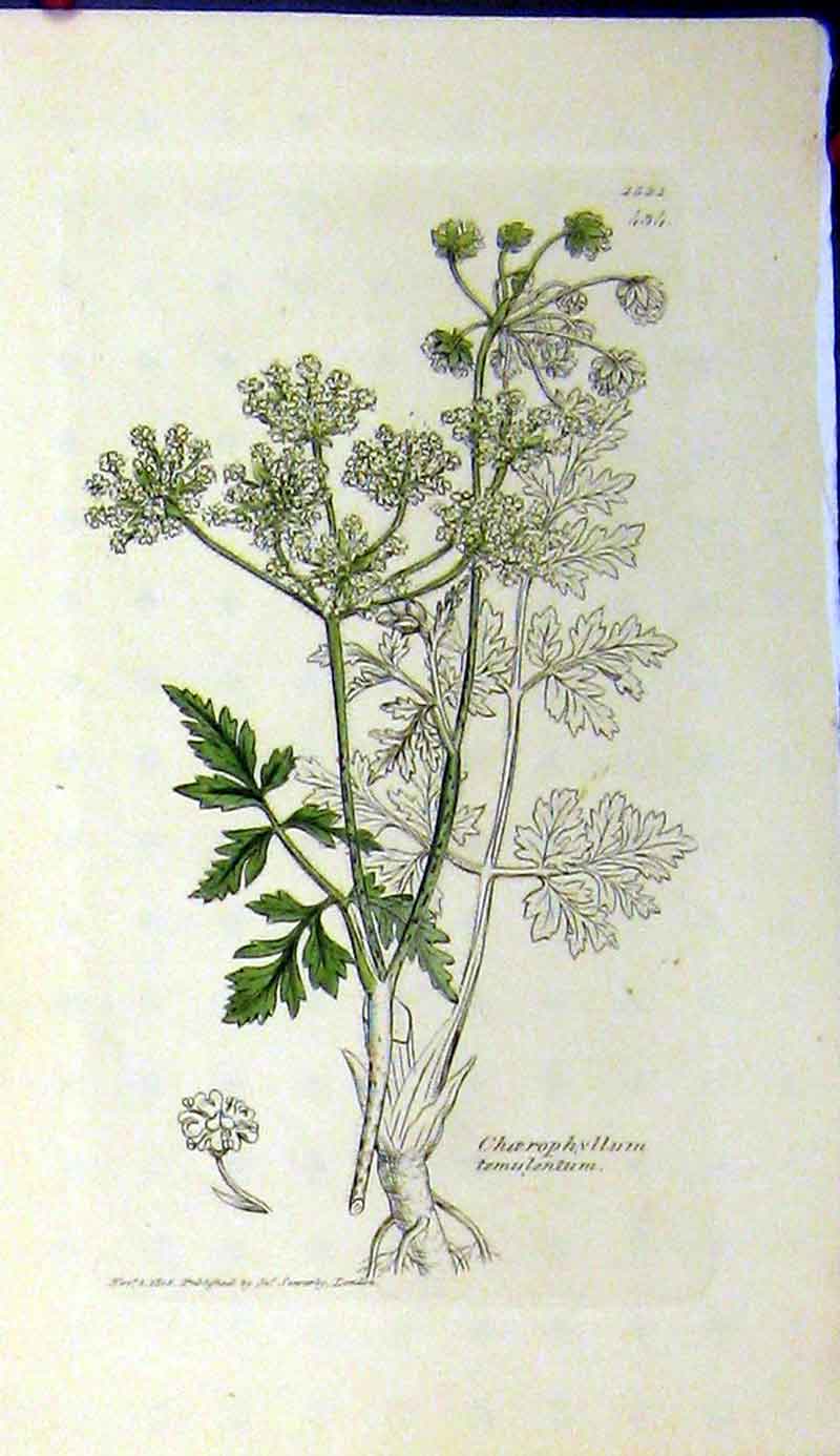 Old Antique Print 1805 Sowerby Botanical Plant Choerophyllum Temulentum 19th