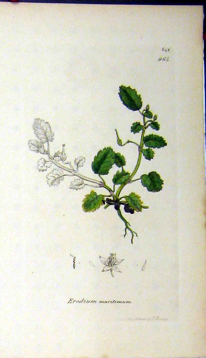 Original Old Antique Print 1799 Botanical Sowerby Erodium Maritimum Plant 18th