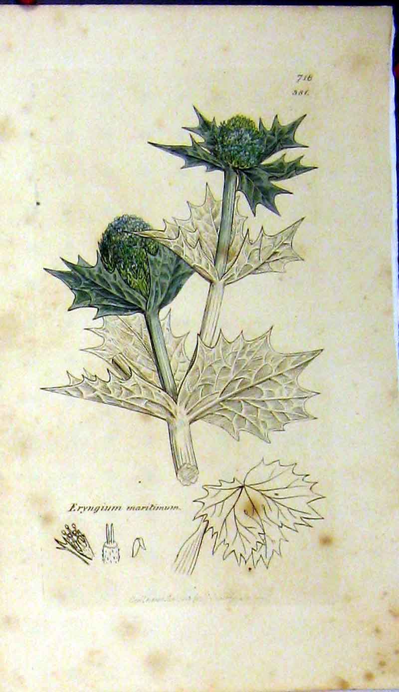 Original Old Antique Print 1808 Sowerby Botanical Eryngium Maritimum Plant 19th