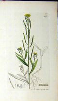 Original Old Antique Print Sowerby Botanical 1801 Erysimum Cheiranthoides 19th