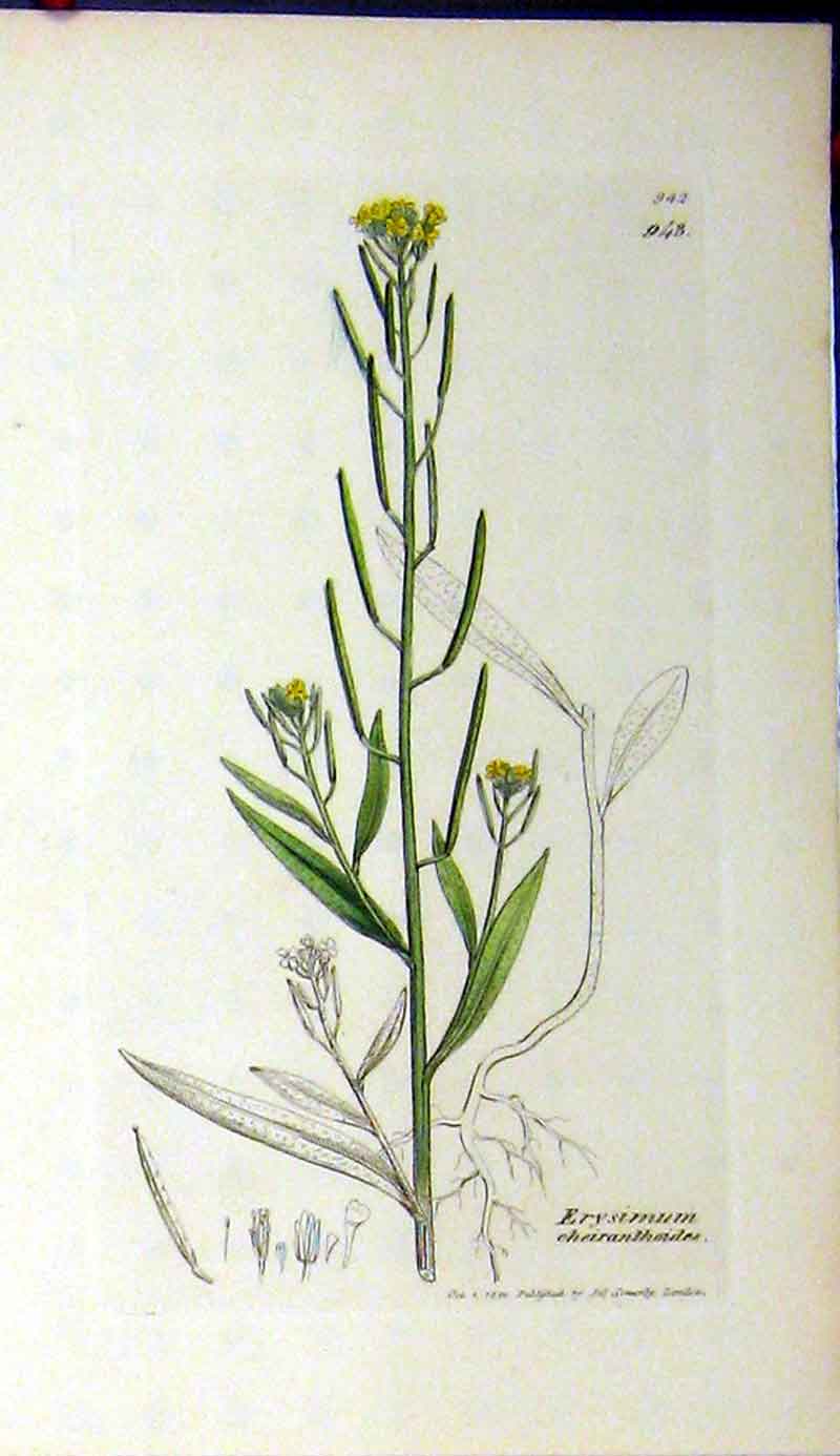 Original Old Antique Print Sowerby Botanical 1801 Erysimum Cheiranthoides 19th
