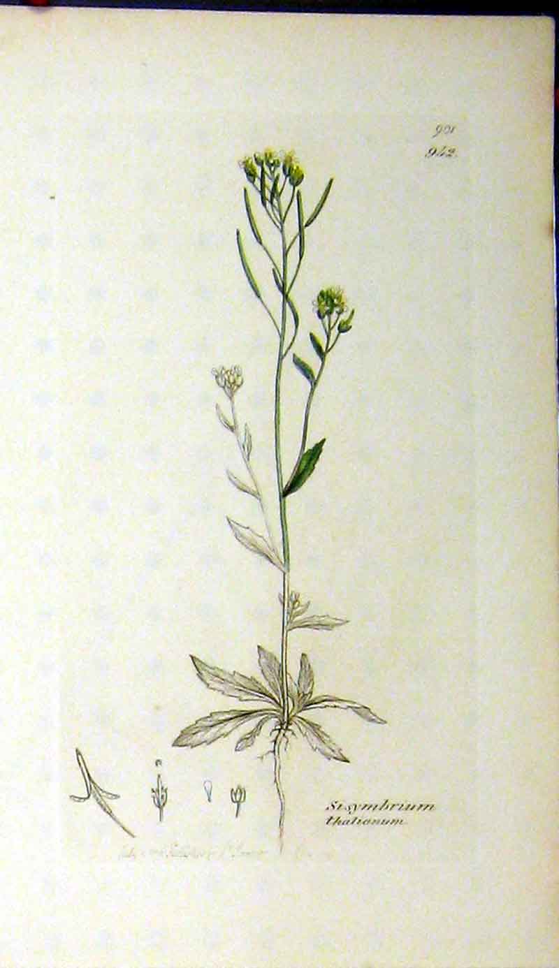 Original Old Antique Print 1801 Sowerby Botanical Sisymbrium Thalianum Plant