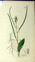 Original Old Antique Print 1807 Sowerby Botanical Plant Erysimum Orientale 19th