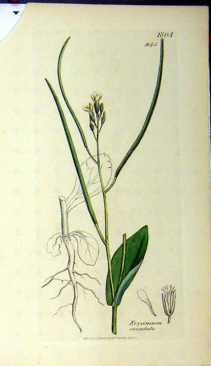 Original Old Antique Print 1807 Sowerby Botanical Plant Erysimum Orientale 19th