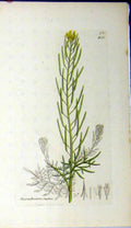 Original Old Antique Print 1807 Sowerby Botanical Plant Sisymbrium Sophia 19th