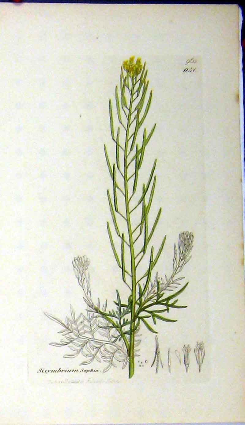 Original Old Antique Print 1807 Sowerby Botanical Plant Sisymbrium Sophia 19th