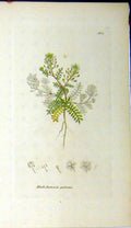 Original Old Antique Print James Sowerby Botanical Hutchinsia Petroea Plant