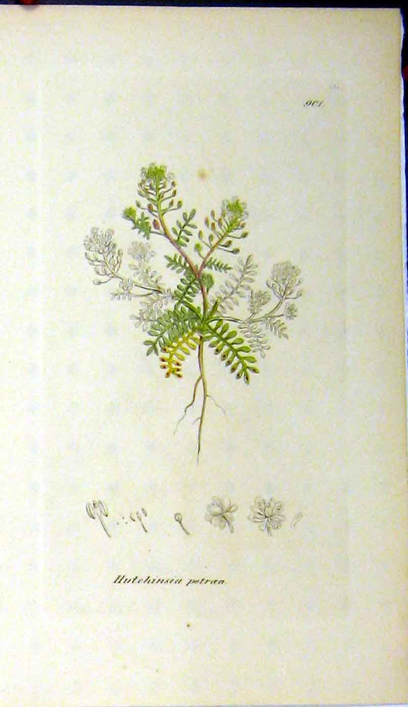 Original Old Antique Print James Sowerby Botanical Hutchinsia Petroea Plant