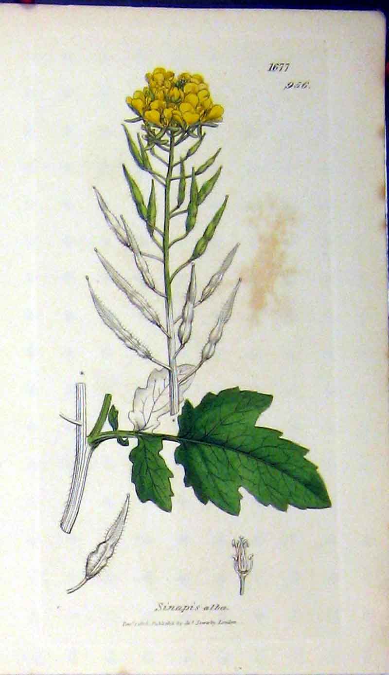 Original Old Antique Print 1806 Sowerby Botanical Sinapis Alba Plant Flower
